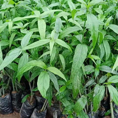 1Kg Cây Xương Khỉ (Sao Vàng Hạ Thổ, Khô Sạch Loại 1) – Hay Còn Gọi Là Bìm Bịp, Mảnh Cộng, Mát Gan, Thanh Nhiệt