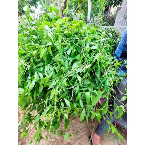 1Kg Cây Xương Khỉ (Sao Vàng Hạ Thổ, Khô Sạch Loại 1) – Hay Còn Gọi Là Bìm Bịp, Mảnh Cộng, Mát Gan, Thanh Nhiệt