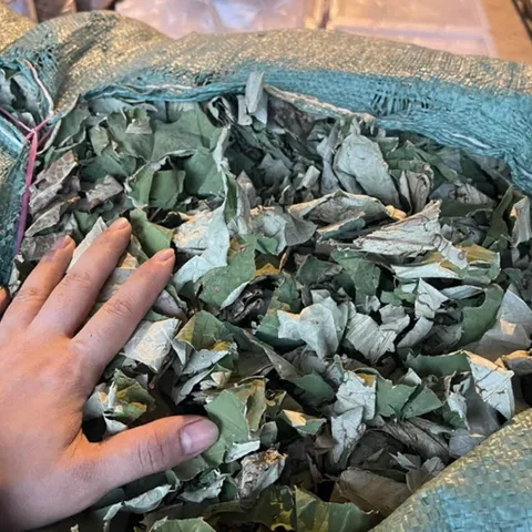 1Kg Lá Sen Khô (Sao Vàng Hạ Thổ) Hỗ Trợ Ổn Định Huyết Áp, Hỗ Trợ Mỡ Máu, Giúp Ngủ Ngon, Thanh Lọc Cơ Thể, Giải Nhiệt