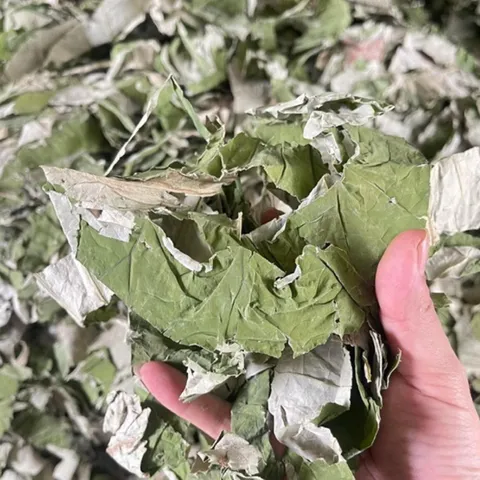 1Kg Lá Sen Khô (Sao Vàng Hạ Thổ) Hỗ Trợ Ổn Định Huyết Áp, Hỗ Trợ Mỡ Máu, Giúp Ngủ Ngon, Thanh Lọc Cơ Thể, Giải Nhiệt