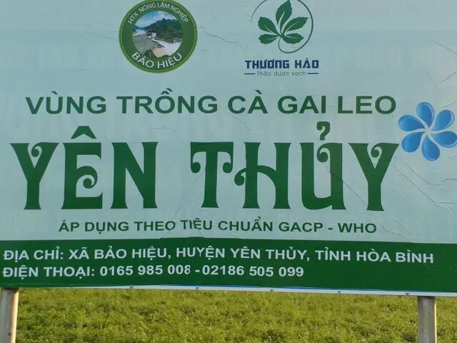 Cao Cà gai leo Hoà Bình (dạng lỏng) chuẩn GACP-WHO hộp 20 ống (có chứng nhận ATVSTP)