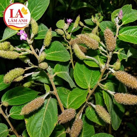 1Kg An Xoa Hoa Tím Hòa Bình (Sao Vàng Hạ Thổ) Vụ Mới Khô Thơm – Thảo Mộc Khô Tự Nhiên – Mát Gan, Thanh Nhiệt, Hạ Men Gan
