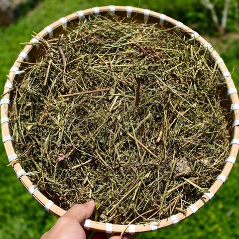 1Kg Diệp Hạ Châu (Chó Đẻ Răng Cưa) Sao Vàng Hạ Thổ, Khô, Thơm, Hỗ Trợ Thanh Nhiệt, Lợi Tiểu, Hỗ Trợ Sỏi Thận, Hỗ Trợ Gan