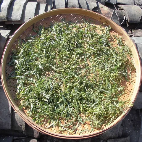 1Kg Diệp Hạ Châu (Chó Đẻ Răng Cưa) Sao Vàng Hạ Thổ, Khô, Thơm, Hỗ Trợ Thanh Nhiệt, Lợi Tiểu, Hỗ Trợ Sỏi Thận, Hỗ Trợ Gan