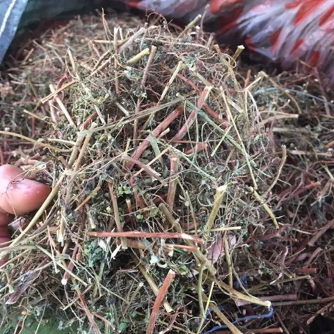 1Kg Diệp Hạ Châu (Chó Đẻ Răng Cưa) Sao Vàng Hạ Thổ, Khô, Thơm, Hỗ Trợ Thanh Nhiệt, Lợi Tiểu, Hỗ Trợ Sỏi Thận, Hỗ Trợ Gan