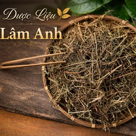 1Kg Diệp Hạ Châu (Chó Đẻ Răng Cưa) Sao Vàng Hạ Thổ, Khô, Thơm, Hỗ Trợ Thanh Nhiệt, Lợi Tiểu, Hỗ Trợ Sỏi Thận, Hỗ Trợ Gan