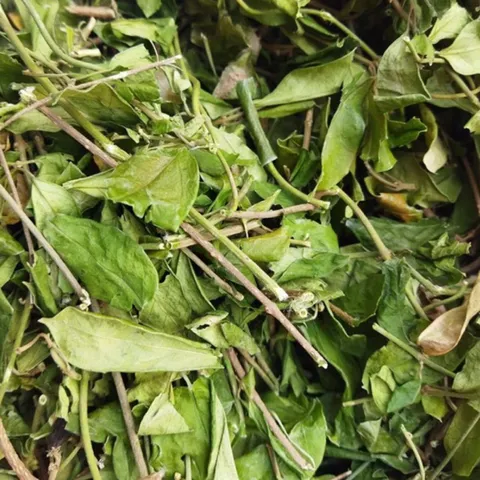 1Kg Dây Thìa Canh Hoà Bình (Sao Vàng Hạ Thổ) Vụ Mới, Khô, Xanh, Hỗ Trợ Ổn Định Đường Huyết, Hỗ Trợ Mỡ Máu, Lợi Tiểu