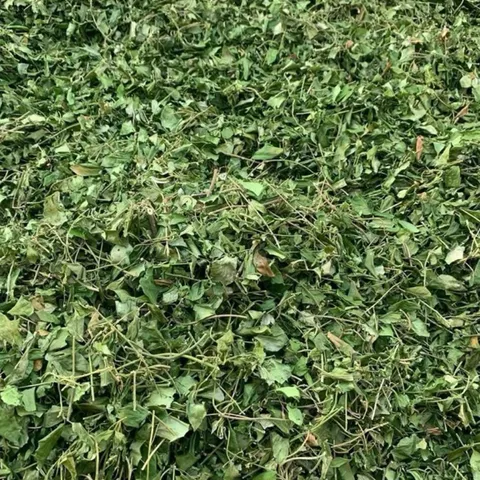 1Kg Dây Thìa Canh Hoà Bình (Sao Vàng Hạ Thổ) Vụ Mới, Khô, Xanh, Hỗ Trợ Ổn Định Đường Huyết, Hỗ Trợ Mỡ Máu, Lợi Tiểu