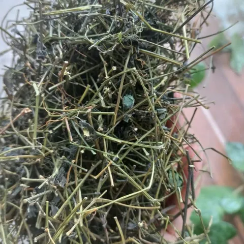 1Kg Giảo Cổ Lam 5 Lá Hòa Bình (Sao Vàng Hạ Thổ) Hỗ Trợ Ổn Định Huyết Áp, Mỡ Máu, Ổn Định Đường Huyết, Thanh Lọc Cơ Thể