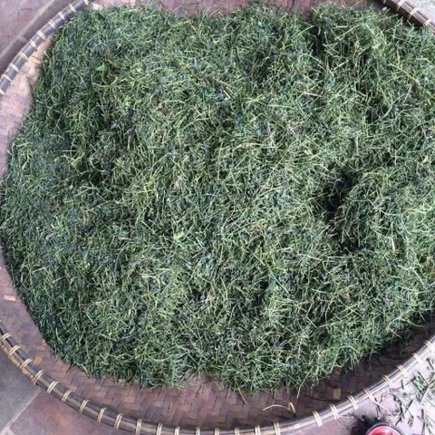 1Kg Giảo Cổ Lam 5 Lá Hòa Bình (Sao Vàng Hạ Thổ) Hỗ Trợ Ổn Định Huyết Áp, Mỡ Máu, Ổn Định Đường Huyết, Thanh Lọc Cơ Thể