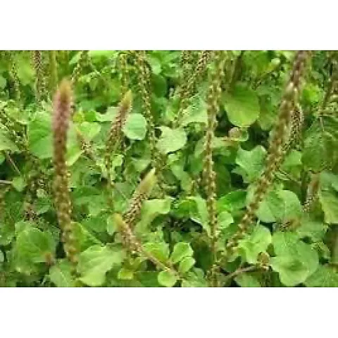 1Kg Cây Cỏ Xước hỗ trợ mát gan, thận, thanh nhiệt, mỡ máu