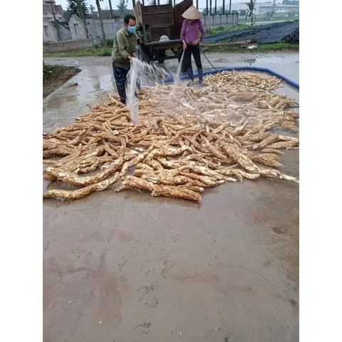 1Kg Bột Sắn Dây Ta nguyên chất thanh nhiệt, giải độc, đẹp da