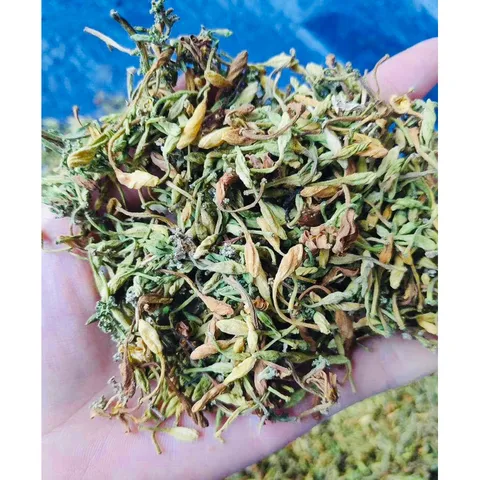 100g Hoa Đu Đủ Đực vụ mới (Sao vàng hạ thổ)