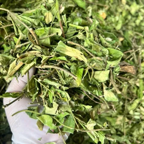 1Kg Túi Lọc Dây Thìa Canh Hoà Bình (Sao Vàng Hạ Thổ) Hỗ Trợ Ổn Định Đường Huyết, Hỗ Trợ Mỡ Máu, Lợi Tiểu