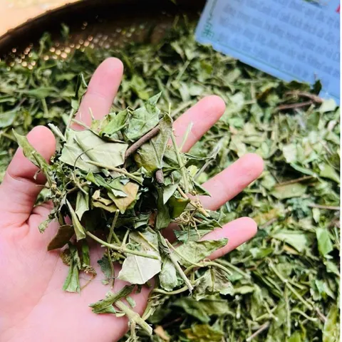 1Kg Túi Lọc Dây Thìa Canh Hoà Bình (Sao Vàng Hạ Thổ) Hỗ Trợ Ổn Định Đường Huyết, Hỗ Trợ Mỡ Máu, Lợi Tiểu