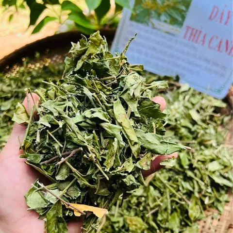 1Kg Túi Lọc Dây Thìa Canh Hoà Bình (Sao Vàng Hạ Thổ) Hỗ Trợ Ổn Định Đường Huyết, Hỗ Trợ Mỡ Máu, Lợi Tiểu
