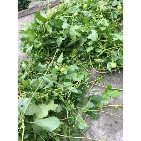 1Kg Lạc tiên khô (an thần, ngủ ngon, thanh nhiệt, lợi tiểu)