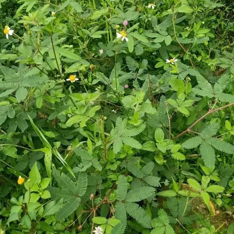 1Kg Cây Xấu Hổ Tím ( Cây Mắc Cỡ) Sao vàng hạ thổ, khô thơm, giúp ngủ ngon, lợi tiểu, giảm đau nhức xương khớp
