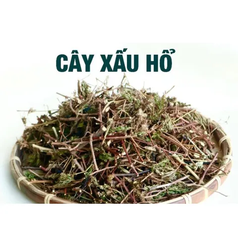 1Kg Cây Xấu Hổ Tím ( Cây Mắc Cỡ) Sao vàng hạ thổ, khô thơm, giúp ngủ ngon, lợi tiểu, giảm đau nhức xương khớp