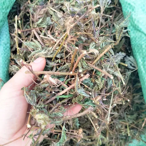 1Kg Cây Xấu Hổ Tím ( Cây Mắc Cỡ) Sao vàng hạ thổ, khô thơm, giúp ngủ ngon, lợi tiểu, giảm đau nhức xương khớp
