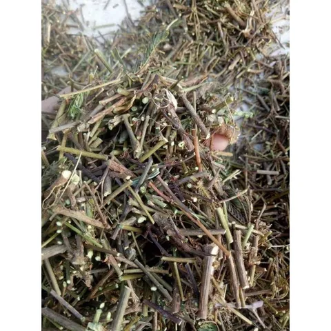 1Kg Cây Xấu Hổ Tím ( Cây Mắc Cỡ) Sao vàng hạ thổ, khô thơm, giúp ngủ ngon, lợi tiểu, giảm đau nhức xương khớp