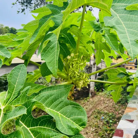 1 Kg Lá Đu Đủ, Sao vàng hạ thổ, Loại 1 Khô thơm vụ mới