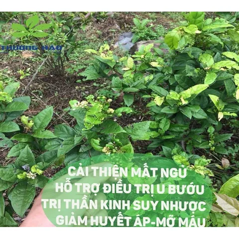 Trà túi lọc Xạ đen Hoà Bình đạt chuẩn GMP-WHO (20 gói x 3gr)