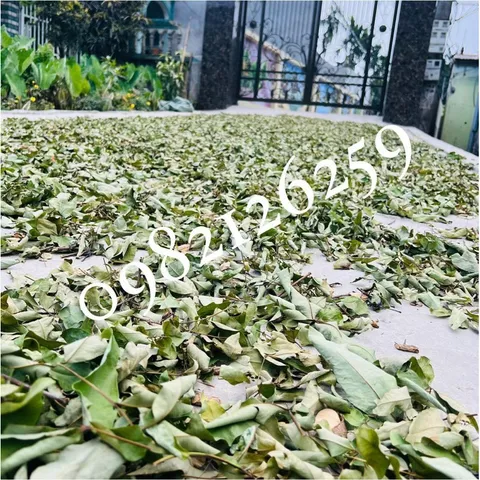1Kg Cây Thành Ngạnh- Cây Đỏ Ngọn chuẩn