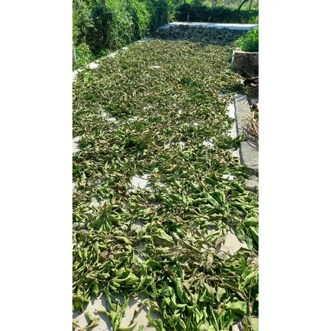 1Kg Lá vối Nếp (Sao vàng hạ thổ, vụ mới khô thơm) hỗ trợ gout, mỡ máu, giải nhiệt, lợi tiểu