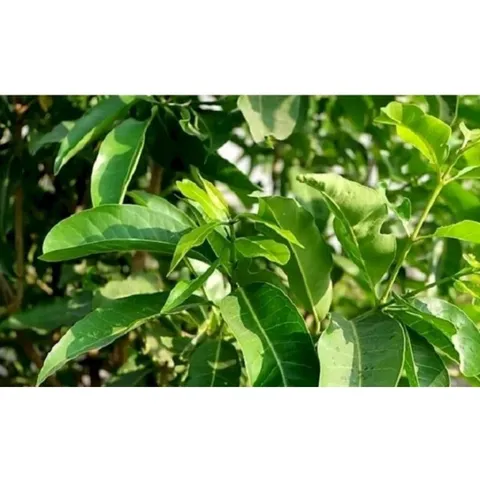 1Kg Lá vối Nếp (Sao vàng hạ thổ, vụ mới khô thơm) hỗ trợ gout, mỡ máu, giải nhiệt, lợi tiểu