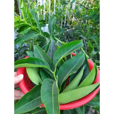 1Kg Lá vối Nếp (Sao vàng hạ thổ, vụ mới khô thơm) hỗ trợ gout, mỡ máu, giải nhiệt, lợi tiểu