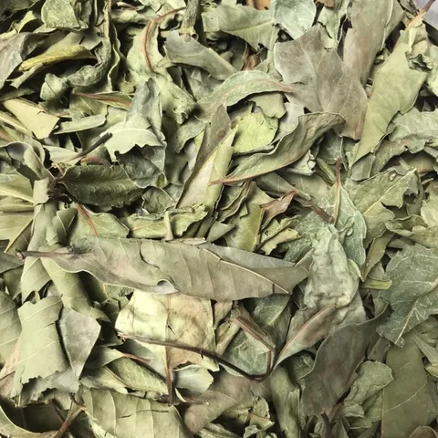 1Kg Lá vối Nếp (Sao vàng hạ thổ, vụ mới khô thơm) hỗ trợ gout, mỡ máu, giải nhiệt, lợi tiểu