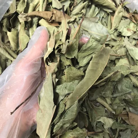 1Kg Lá vối Nếp (Sao vàng hạ thổ, vụ mới khô thơm) hỗ trợ gout, mỡ máu, giải nhiệt, lợi tiểu