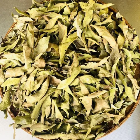 1Kg Lá vối Nếp (Sao vàng hạ thổ, vụ mới khô thơm) hỗ trợ gout, mỡ máu, giải nhiệt, lợi tiểu