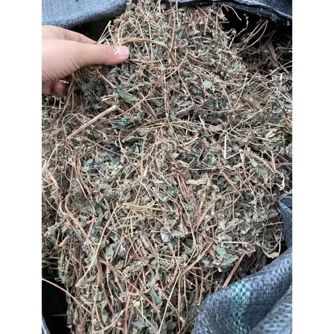 1Kg Cây Dòi thân tím (Bọ Mắm, Bọ dòi) Sao vàng hạ thổ, khô, thơm, hỗ trợ ho, phế quản, phổi, viêm sưng vú, đinh nhọt