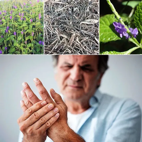 Cây Đuôi Chuột( Sạch mới chuẩn rừng tự nhiên)