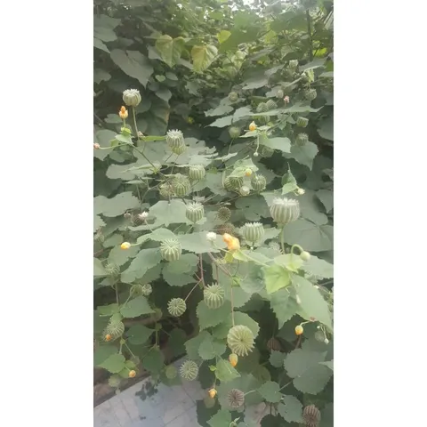 1Kg Cây Cối Xay hỗ trợ xương khớp, gan, thận, trĩ
