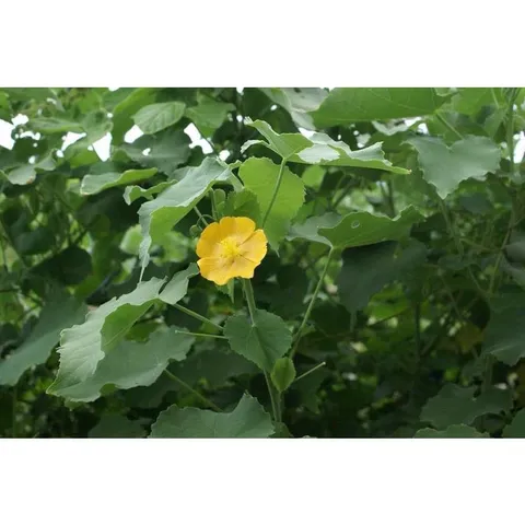 1Kg Cây Cối Xay hỗ trợ xương khớp, gan, thận, trĩ