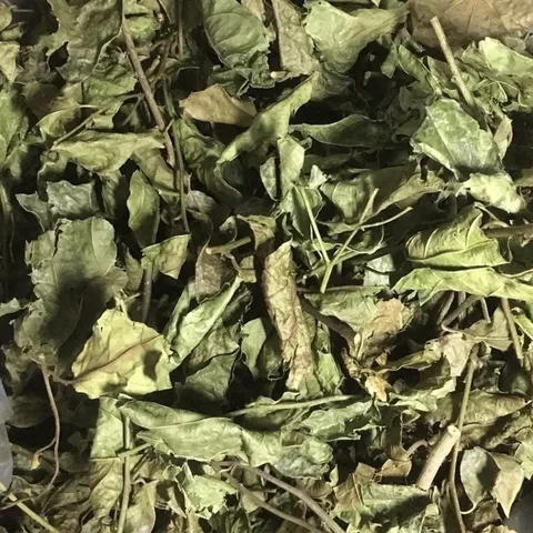 Trà XẠ ĐEN Hoà Bình tiêu u, bướu, mát gan thanh nhiệt