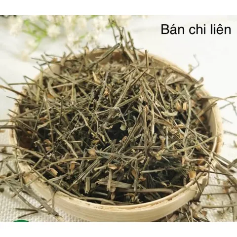 1Kg Bán Chi Liên Túi lọc Trà (Hoàng cầm râu) hỗ trợ K, U bướu