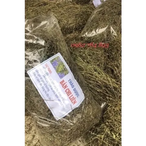 1Kg Bán Chi Liên Túi lọc Trà (Hoàng cầm râu) hỗ trợ K, U bướu