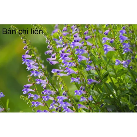 1Kg Bán Chi Liên Túi lọc Trà (Hoàng cầm râu) hỗ trợ K, U bướu