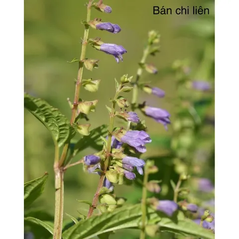 1Kg Bán Chi Liên Túi lọc Trà (Hoàng cầm râu) hỗ trợ K, U bướu