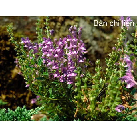 1Kg Bán Chi Liên Túi lọc Trà (Hoàng cầm râu) hỗ trợ K, U bướu