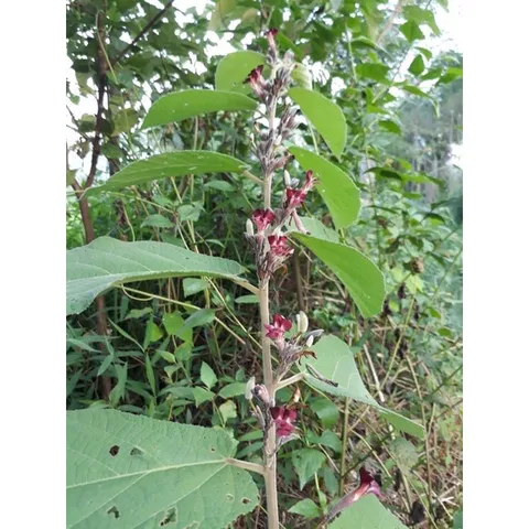 Cao Gan lọ 100g (hỗ trợ hạ men gan, gan mỡ, máu mỡ, viêm gan B, C)