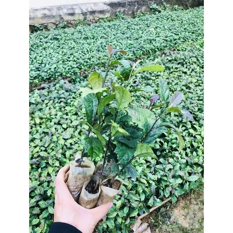 100g Hạt Giống Xạ Đen để trồng hoặc hãm trà hỗ trợ u bướu, ung thư, men gan, huyết áp