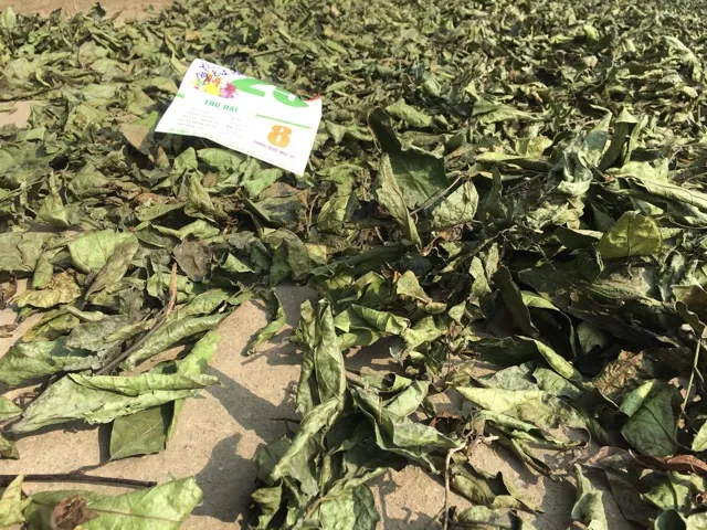 Xạ cành loại thái lát (Xạ mỡ)