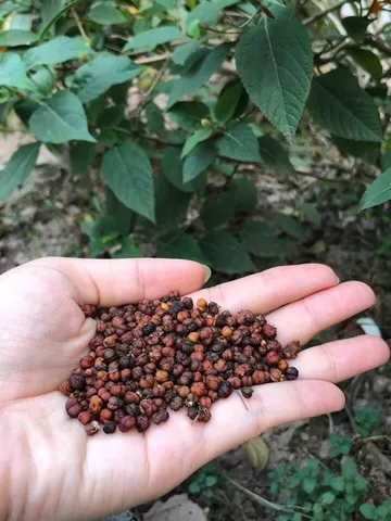 1Kg Hạt Xạ đen Hoà Bình loại đẹp (Sao vàng hạ thổ, vụ mới khô thơm) giải nhiệt, ngủ ngon, hỗ trợ K - U - Bư/ớu