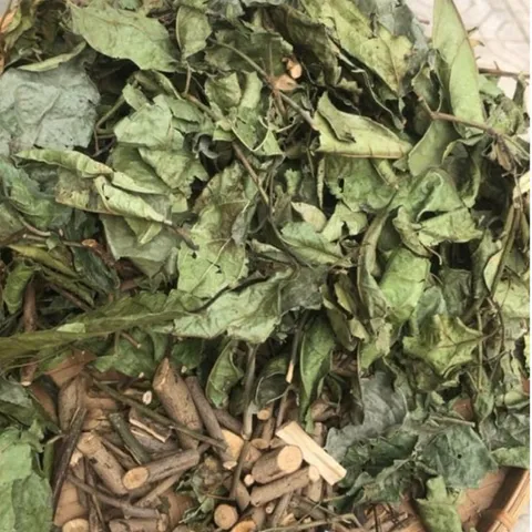 Combo 10Kg Xạ Đen Hoà Bình (Sao Vàng Hạ Thổ) Cả Thân Và Lá, Chuẩn Bản Mường Vụ Mới Khô Thơm, Giúp Dễ Ngủ, Thanh Nhiệt
