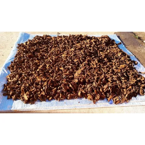 1Kg Nấm Ngọc Cẩu Khô Tự Nhiên – Thảo Dược Rừng Tây Bắc, Dùng Ngâm Tửu, Bồi Bổ Cơ Thể Nam Giới